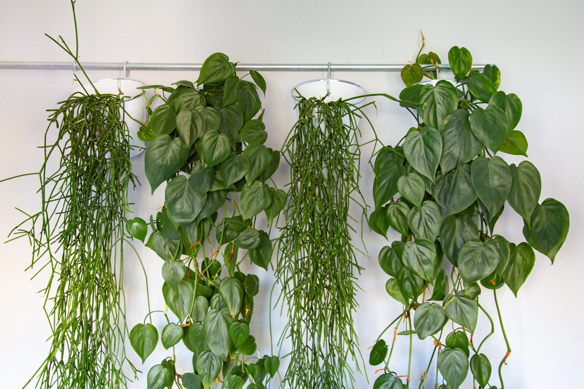 Trailing Houseplants Hanging Plants For An Indoor Jungle Feel