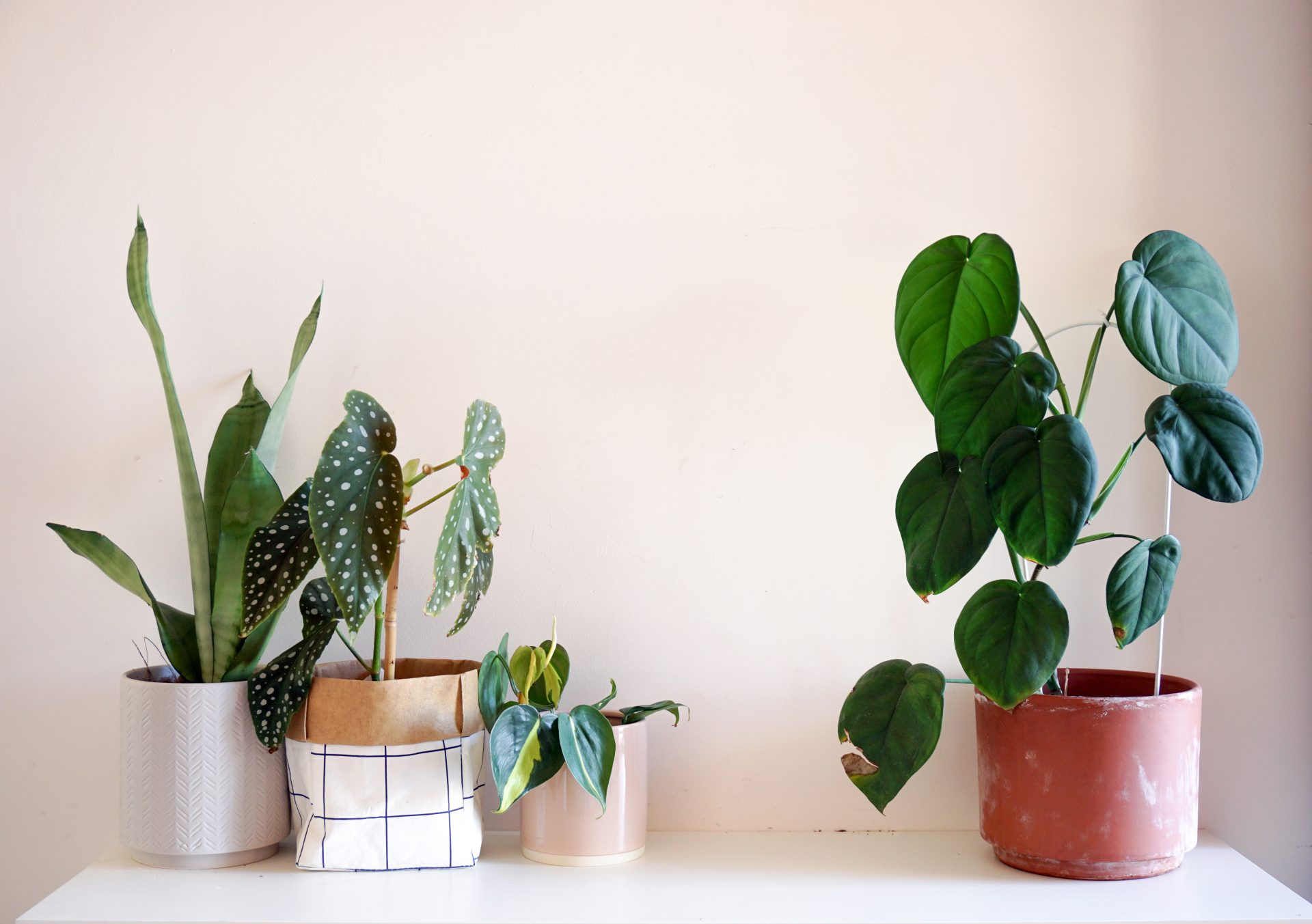 11 best low light plants to brighten your home's dark corners