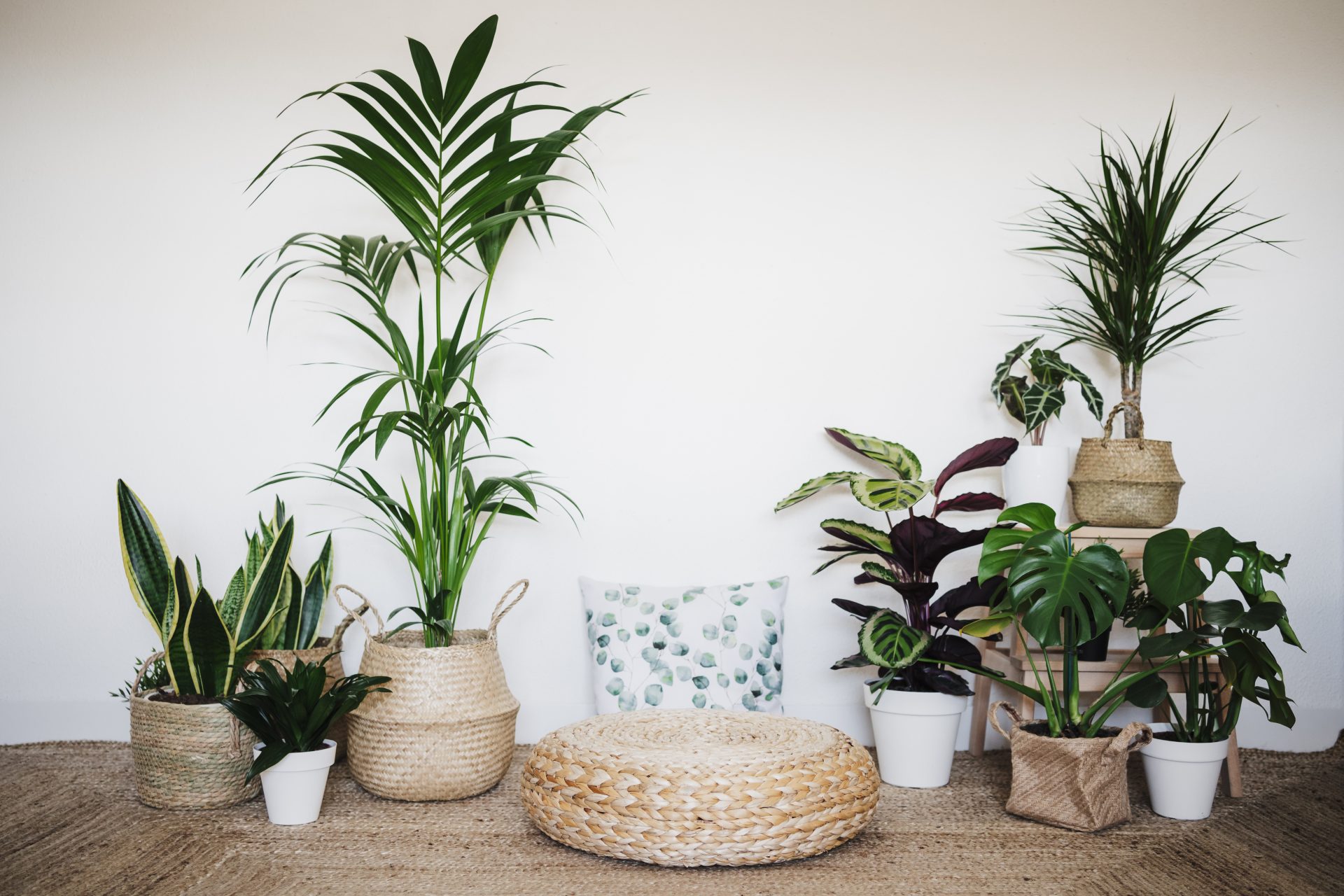 Brown spots: why are my plant's leaves turning brown?