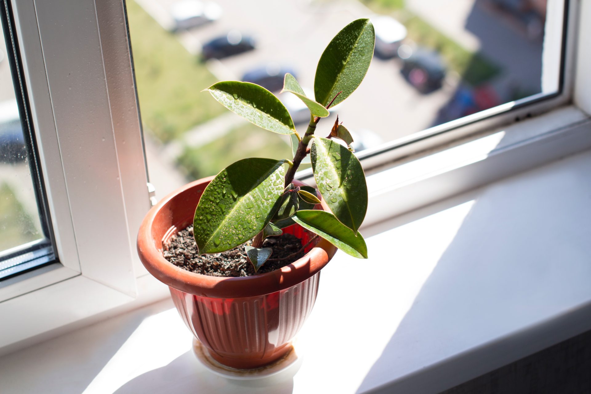 plant leaning to one side