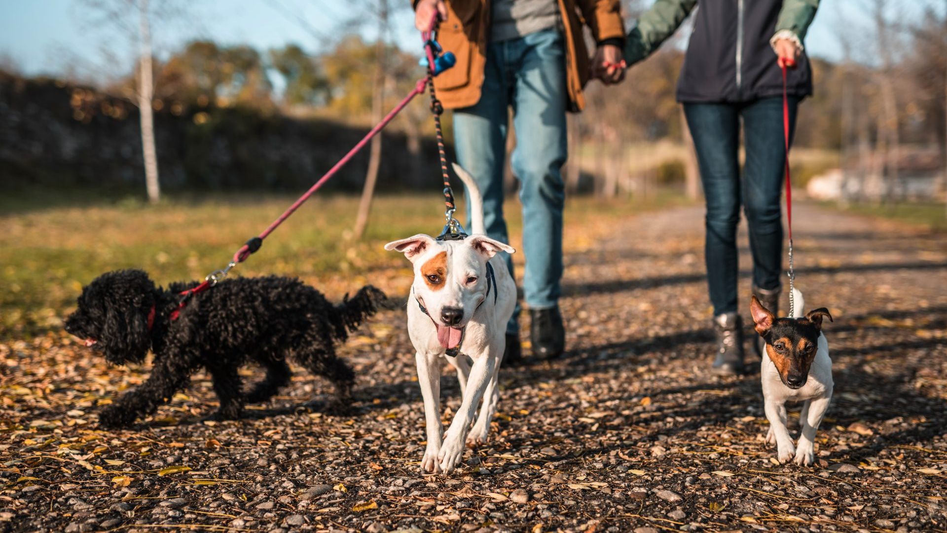 Christmas Day traditions UK: walking with family