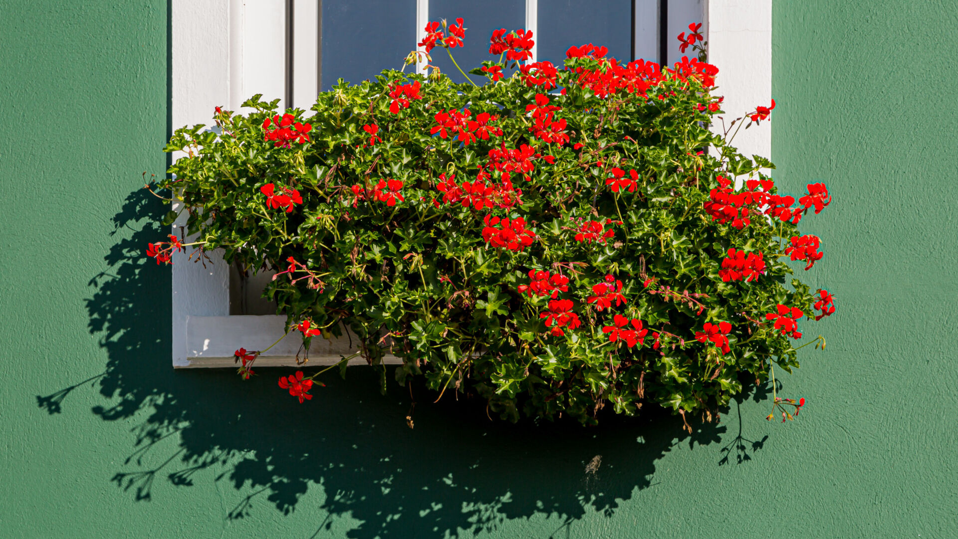 Feeling green-fingered? What to plant now and watch grow all summer – with or without a garden